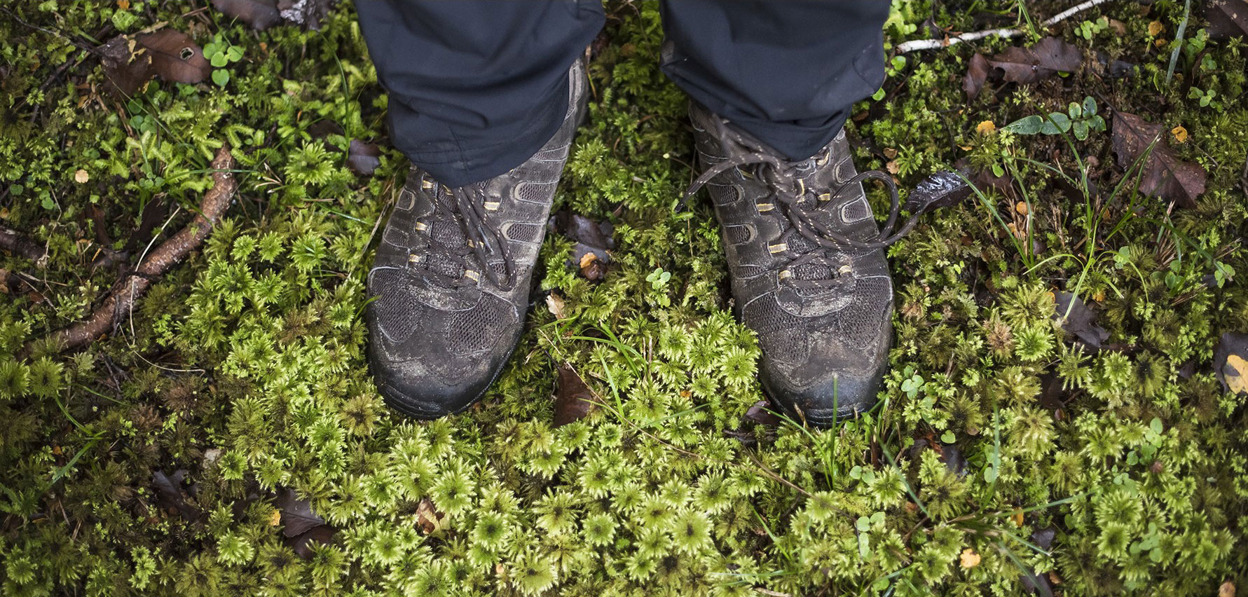 Looking down at tramping boots in native fauna
